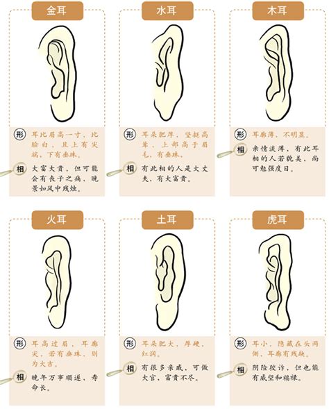 鴛鴦耳面相|十六种耳朵面相图文分析三六风水网